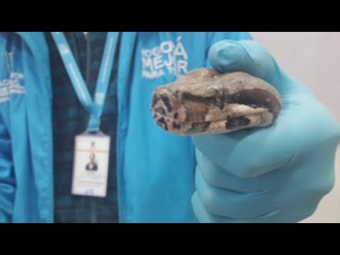 Encuentran boa constrictor de más de un metro en un autobús de Bogotá