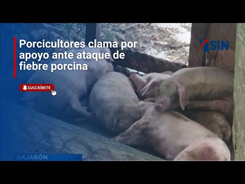 Alarma entre criadores de cerdos en El Pino, Dajabón, por posible rebrote de fiebre porcina